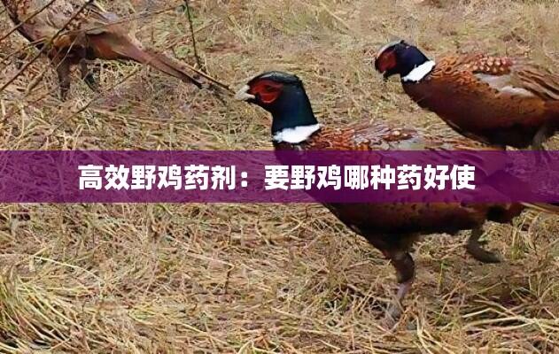高效野鸡药剂:要野鸡哪种药好使
