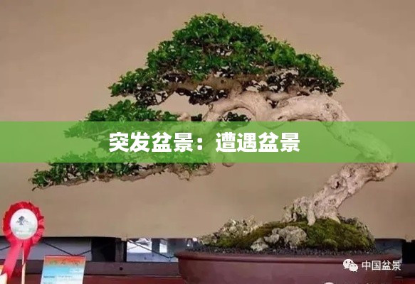 突发盆景：遭遇盆景 