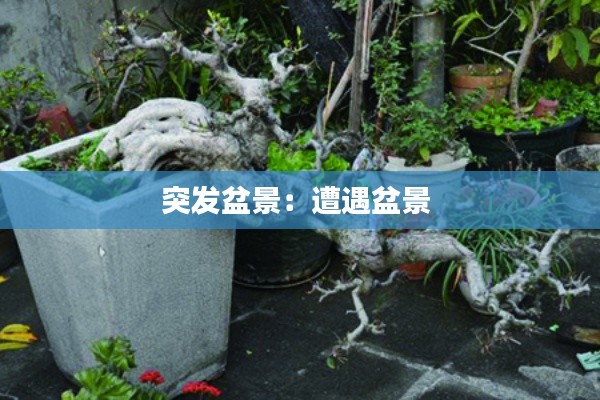 突发盆景:遭遇盆景