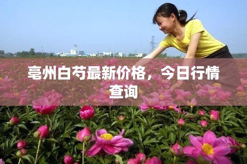 亳州白芍最新价格,今日行情查询