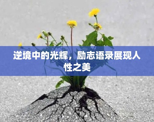 逆境中的光辉,励志语录展现人性之美
