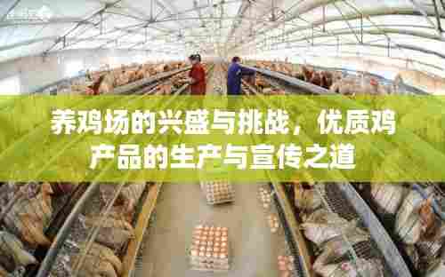 养鸡场的兴盛与挑战,优质鸡产品的生产与宣传之道