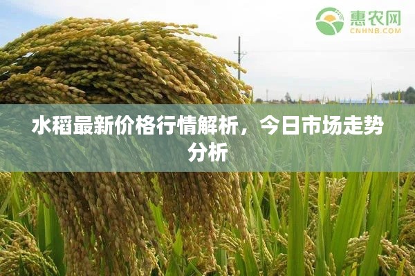 水稻最新价格行情解析，今日市场走势分析