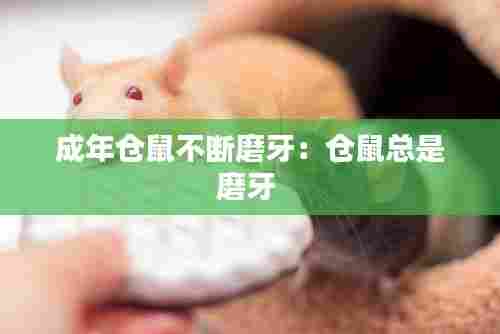 成年仓鼠不断磨牙:仓鼠总是磨牙