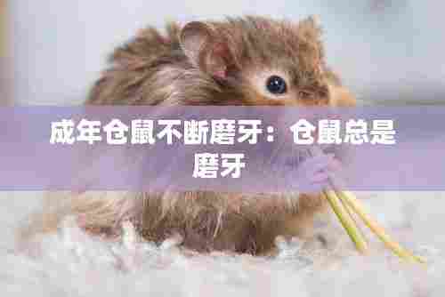 成年仓鼠不断磨牙:仓鼠总是磨牙
