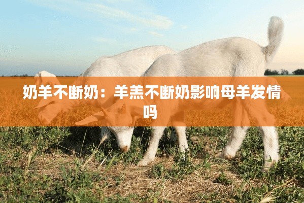 奶羊不断奶:羊羔不断奶影响母羊发情吗