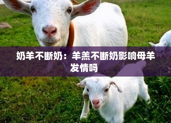 奶羊不断奶:羊羔不断奶影响母羊发情吗
