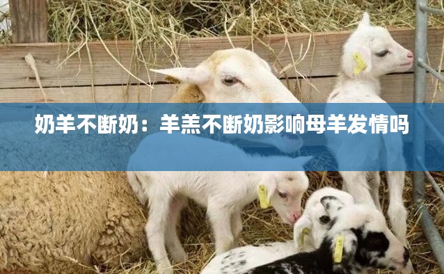 奶羊不断奶:羊羔不断奶影响母羊发情吗