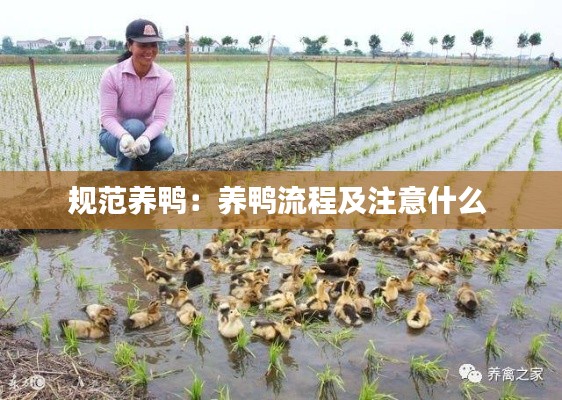 规范养鸭：养鸭流程及注意什么 