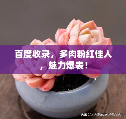 百度收录，多肉粉红佳人，魅力爆表！