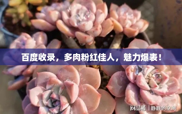 百度收录,多肉粉红佳人,魅力爆表!