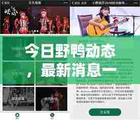 今日野鸭动态,最新消息一网打尽