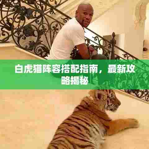 白虎猫阵容搭配指南，最新攻略揭秘