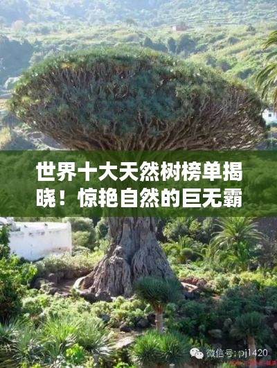 世界十大天然树榜单揭晓!惊艳自然的巨无霸树木排名