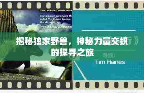 揭秘独家野兽,神秘力量交织的探寻之旅