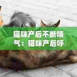 猫咪产后不断喘气：猫咪产后呼吸急促张嘴喘气 