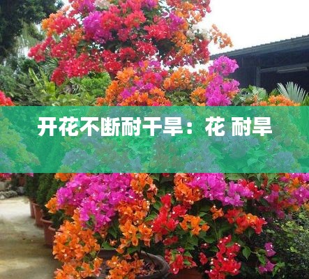 开花不断耐干旱：花 耐旱 