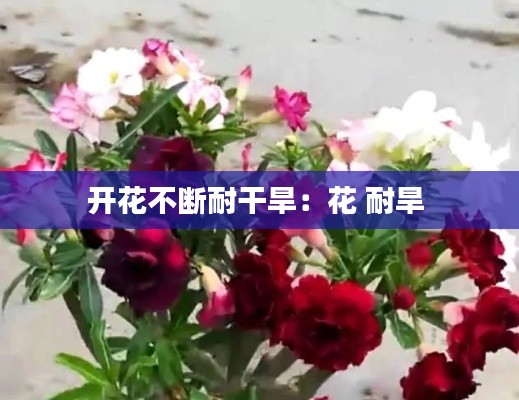 开花不断耐干旱:花 耐旱