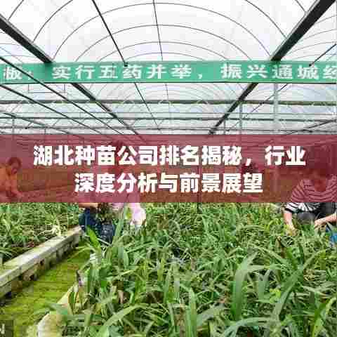 湖北种苗公司排名揭秘,行业深度分析与前景展望