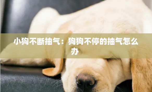 小狗不断抽气：狗狗不停的抽气怎么办 