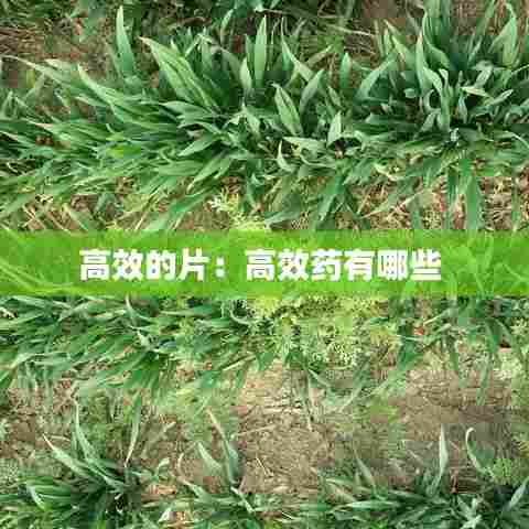 高效的片:高效药有哪些