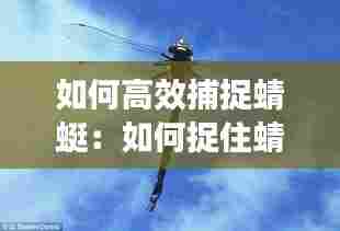 如何高效捕捉蜻蜓:如何捉住蜻蜓