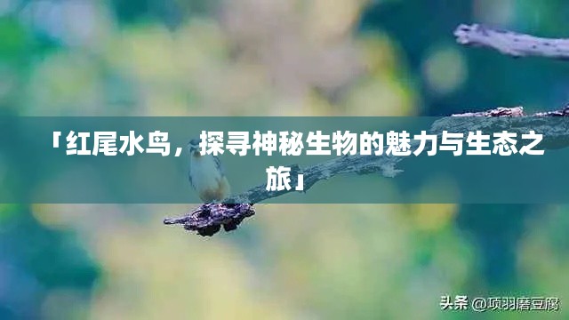 「红尾水鸟，探寻神秘生物的魅力与生态之旅」