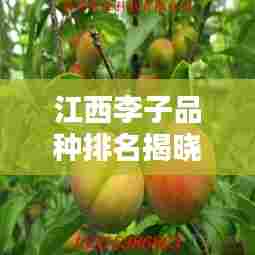 江西李子品种排名揭晓，十大品种榜单来袭！