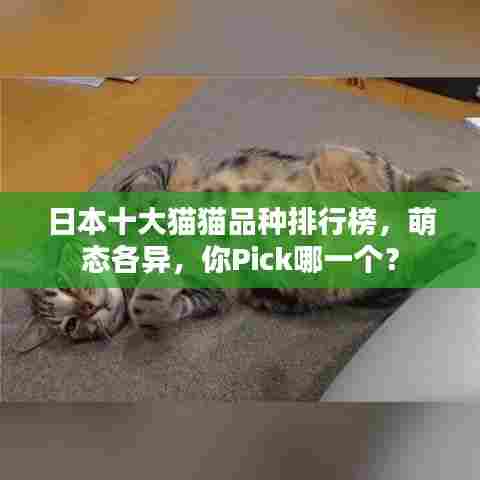 日本十大猫猫品种排行榜,萌态各异,你Pick哪一个?