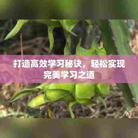 打造高效学习秘诀，轻松实现完美学习之道