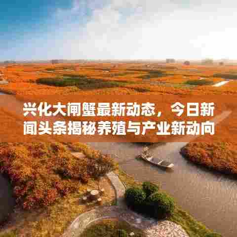 兴化大闸蟹最新动态，今日新闻头条揭秘养殖与产业新动向