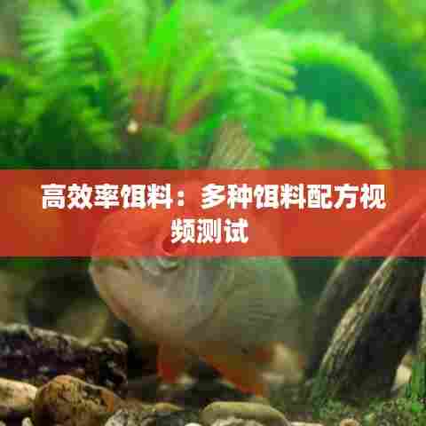 高效率饵料：多种饵料配方视频测试 