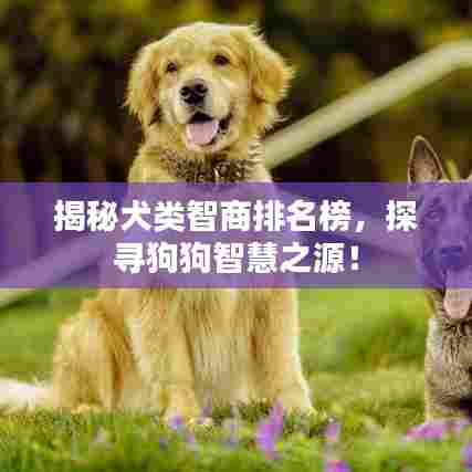 揭秘犬类智商排名榜,探寻狗狗智慧之源!
