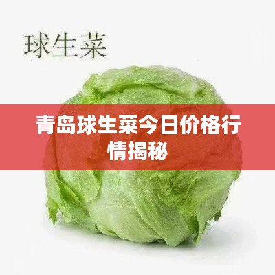 青岛球生菜今日价格行情揭秘