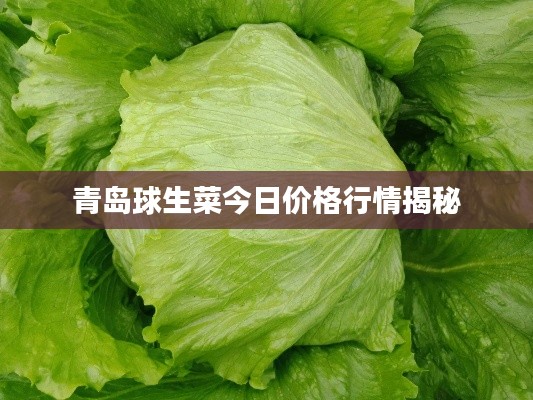 青岛球生菜今日价格行情揭秘