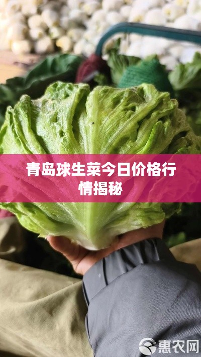 青岛球生菜今日价格行情揭秘