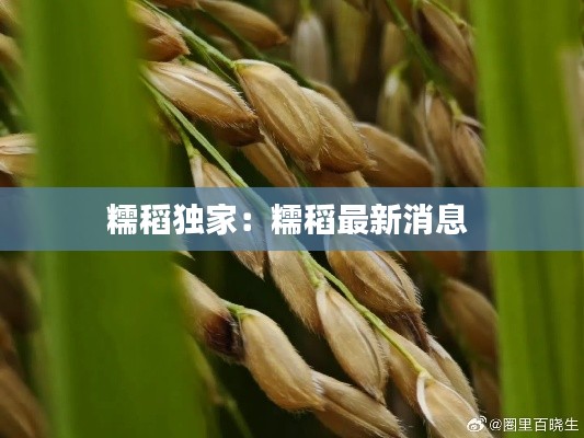 糯稻独家:糯稻最新消息