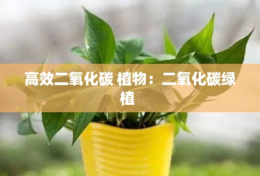 高效二氧化碳 植物：二氧化碳绿植 