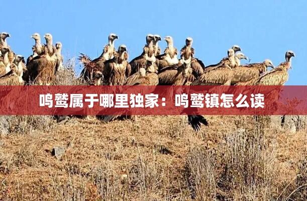 鸣鹫属于哪里独家:鸣鹫镇怎么读