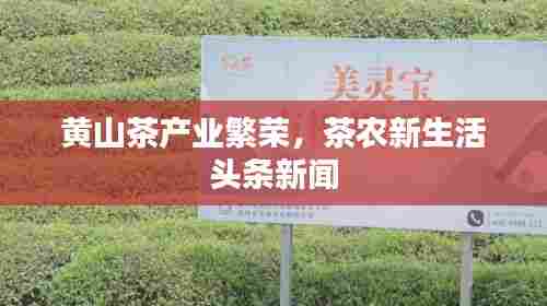 黄山茶产业繁荣，茶农新生活头条新闻