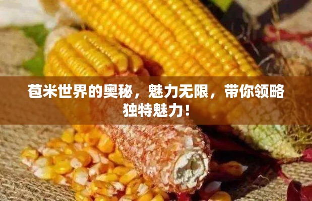 苞米世界的奥秘，魅力无限，带你领略独特魅力！