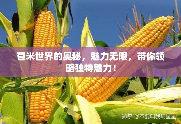 苞米世界的奥秘,魅力无限,带你领略独特魅力!