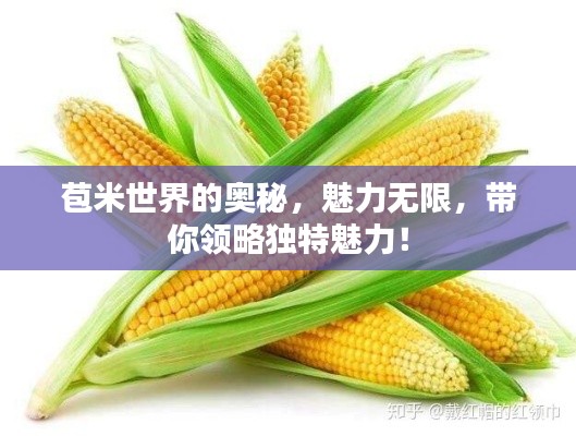 苞米世界的奥秘,魅力无限,带你领略独特魅力!