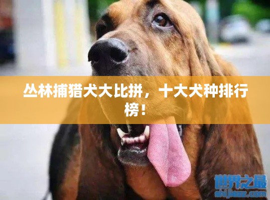 丛林捕猎犬大比拼，十大犬种排行榜！