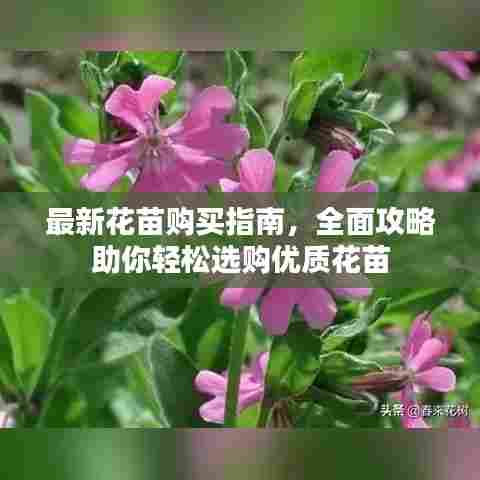 最新花苗购买指南,全面攻略助你轻松选购优质花苗