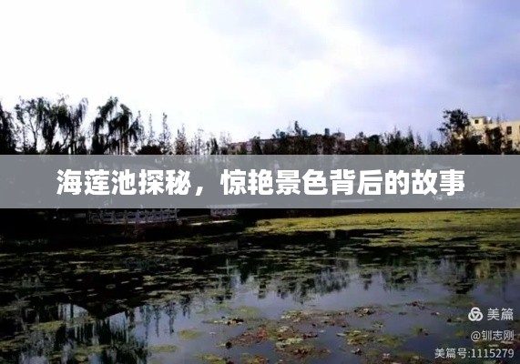 海莲池探秘，惊艳景色背后的故事