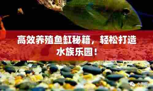 高效养殖鱼缸秘籍，轻松打造水族乐园！