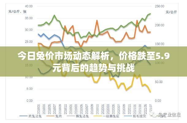 今日兔价市场动态解析,价格跌至5.9元背后的趋势与挑战
