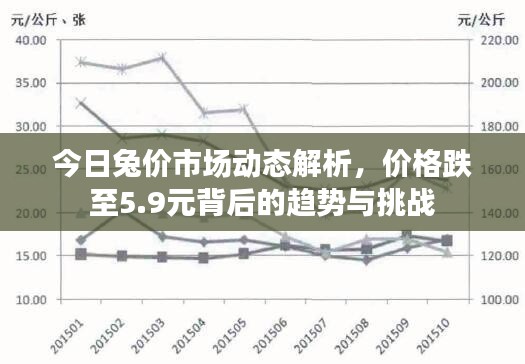 今日兔价市场动态解析，价格跌至5.9元背后的趋势与挑战