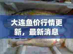 大连鱼价行情更新,最新消息一网打尽!